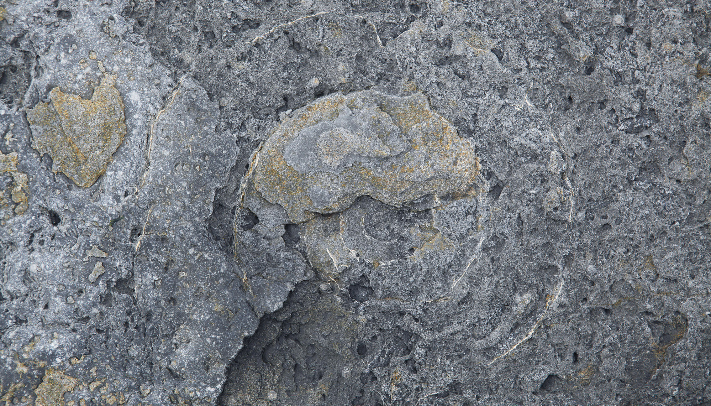 Fossilien, Lyme Regis, Südengland